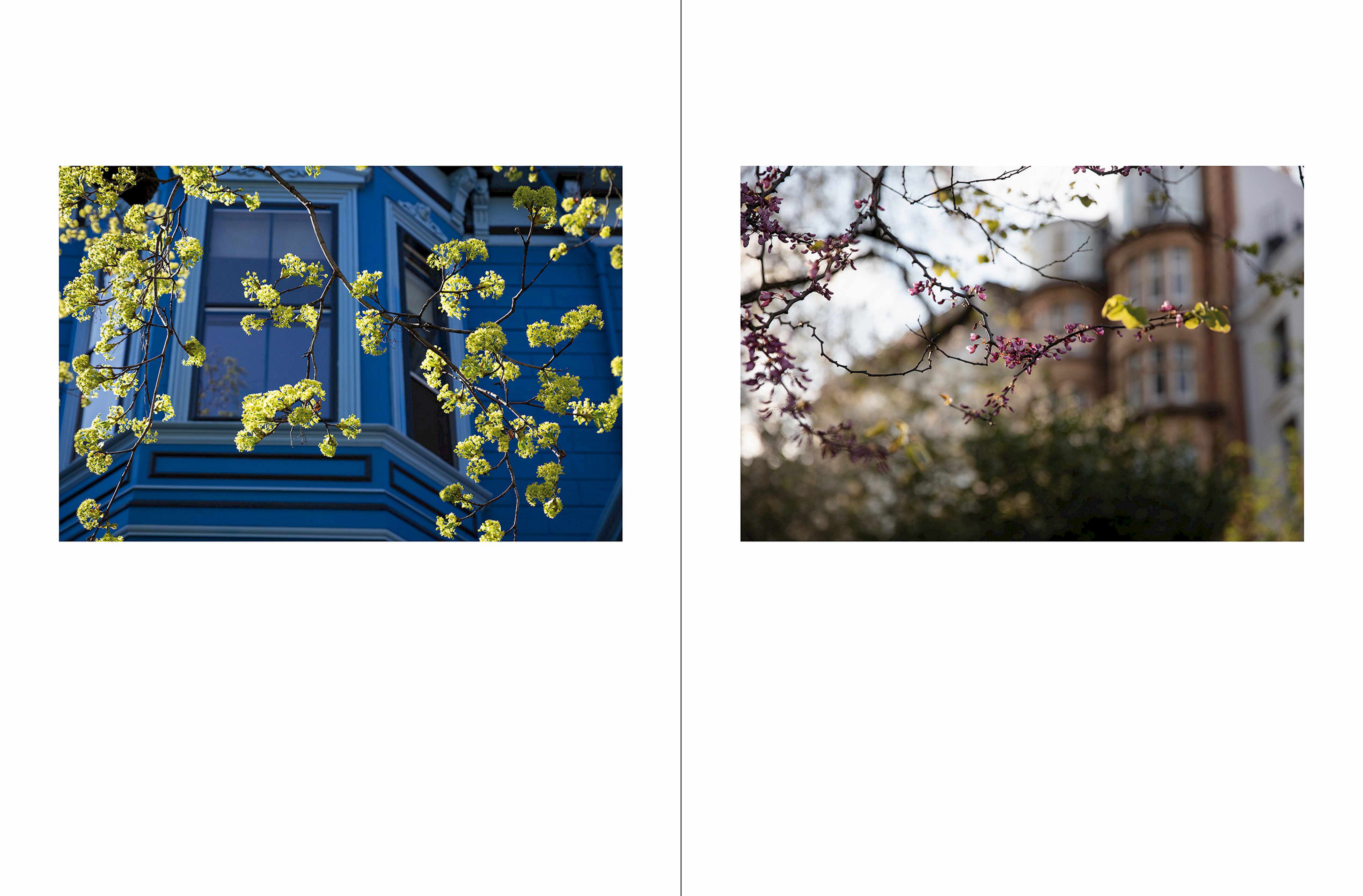 To look at things in bloom 07 - Photographs by Scott Mead and words by A.E. Housman