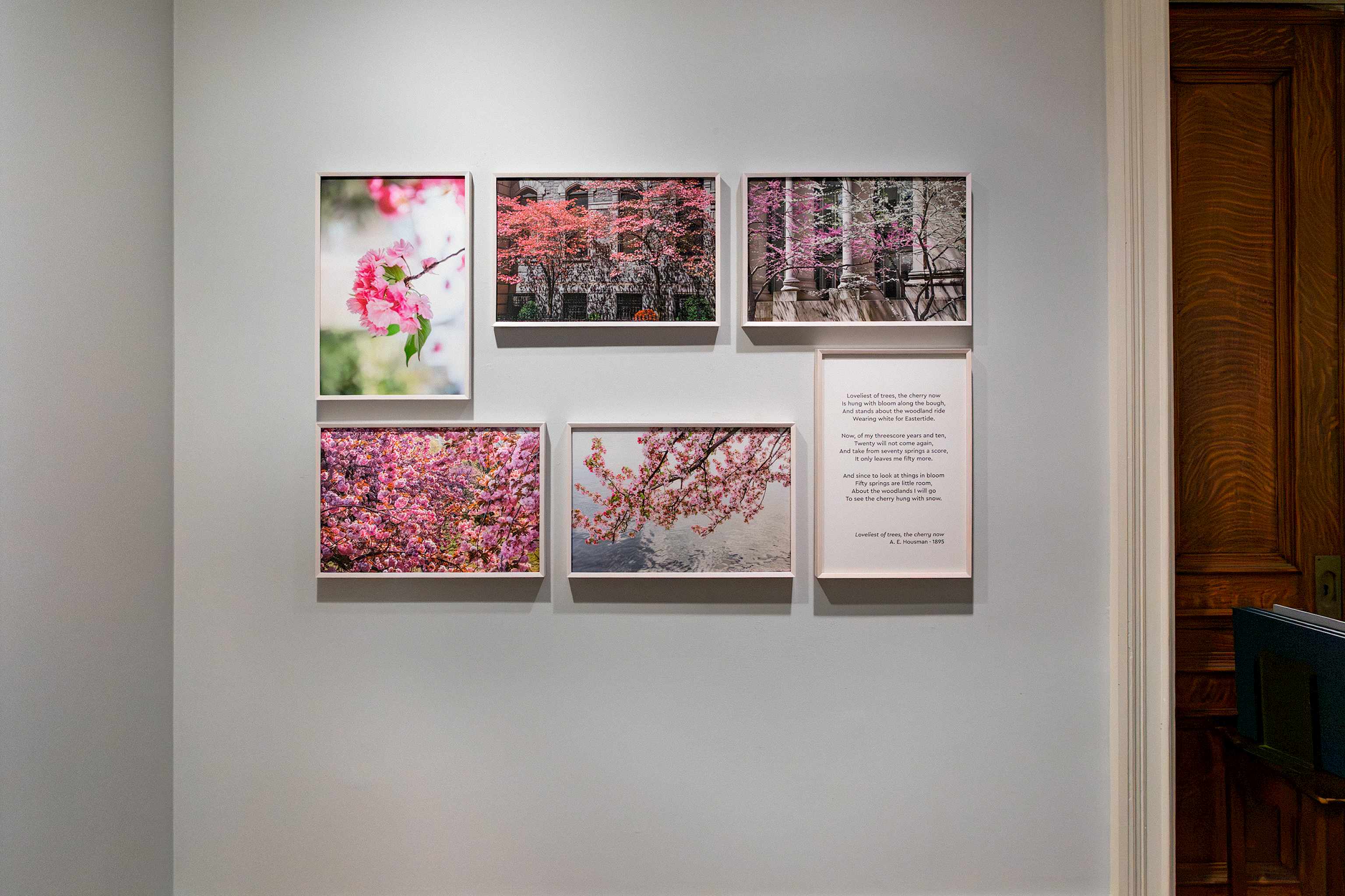 To Look at Things in Bloom. Installation view by Tim Burrough