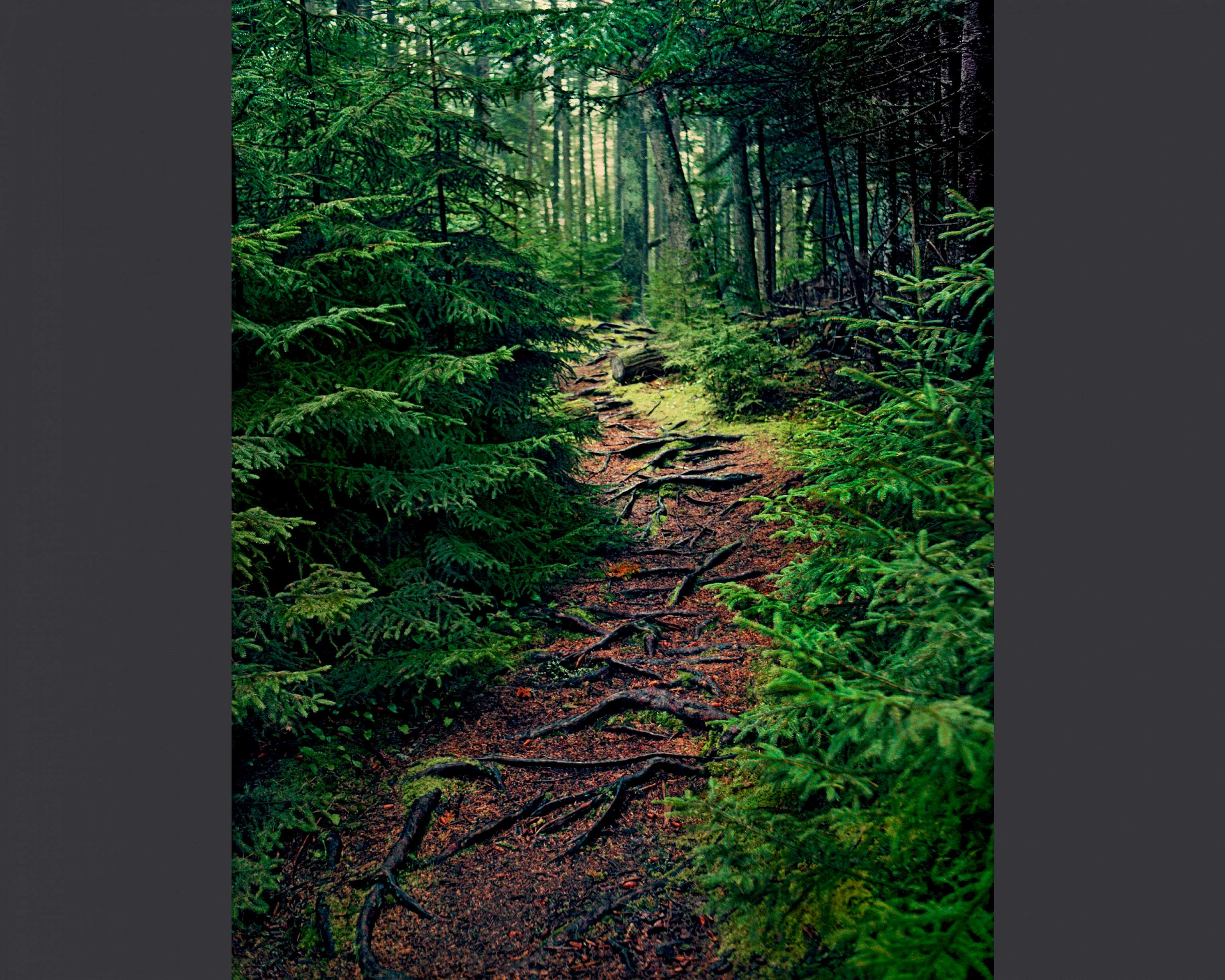 "The Next Step" by Scott Mead, 59 x 76 x 4cm, archival pigment print from slide film.